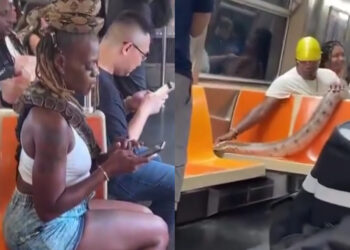 Shocking Video of Town Where People Keep Snakes as Pets Goes Viral on Twitter