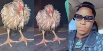 Nigerian man goes viral for his great gesture. The man was passing on a road and he saw a chicken under heavy rain. Instead of leaving it there to suffer, he was so kind enough to rescue it and put in his car Then drove home