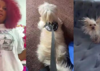 Nigerian Lady cr!es out after leaving her dog with her mom, only to see it looking different later (Video)