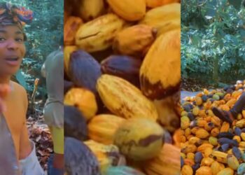 “I sleep the whole night; even yahoo boys don’t sleep, they don’t even get rest”- Man shocks the internet, says his cocoa business earnings surpass those of yahoo boys
