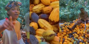 “I sleep the whole night; even yahoo boys don’t sleep, they don’t even get rest”- Man shocks the internet, says his cocoa business earnings surpass those of yahoo boys