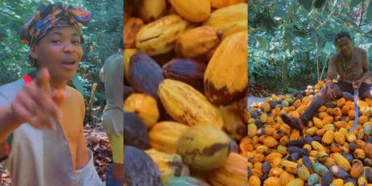 “I sleep the whole night; even yahoo boys don’t sleep, they don’t even get rest”- Man shocks the internet, says his cocoa business earnings surpass those of yahoo boys