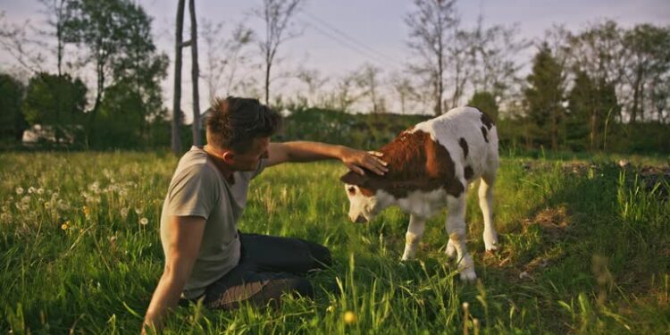 Man kicked to de@th after attempting to r@pe cow